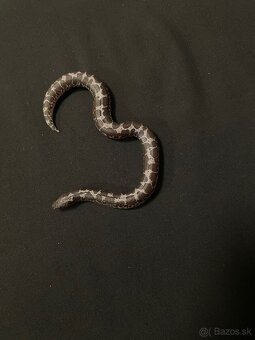Piesocnik pestry /eryx colubrinus/ ANERY - 2