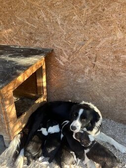 Predám šteniatka border kolie – otec mix border kolie - 2