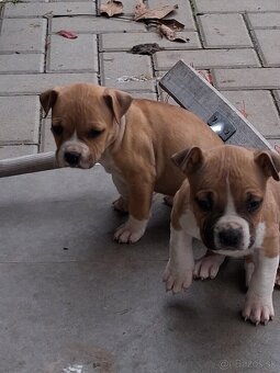 Americky stafordsirsky terier - 2