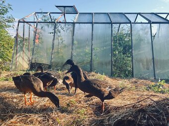 Indicky bezec - Indické bežce - kačery + nepokrvný pár - 2