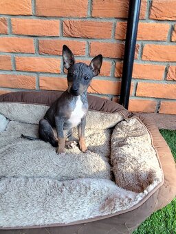 Americký bezsrstý teriér- šteniatka - 2