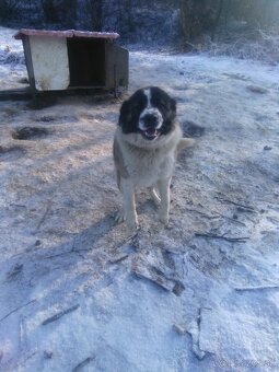 Kaukazský ovčiak - 2