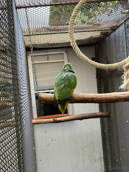 Amazonan modrocely - 2