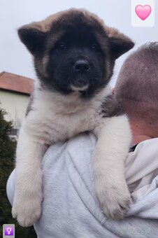 Americká akita (American akita) s PP - 2