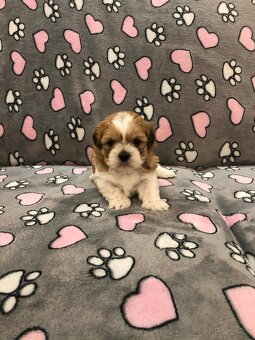 Predám šteniatka plemena shi tzu - 2