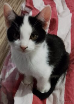 3 mesačné mačiatka - 2