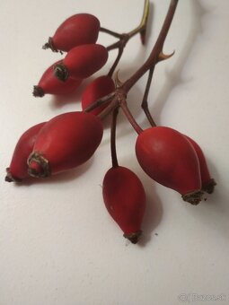 Šípky - čerstvé po mrazoch - 2