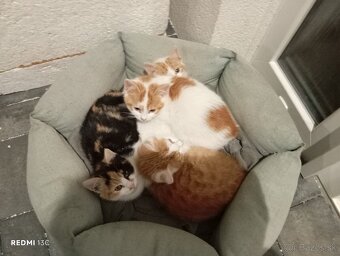 Darujem mačiatka - 2