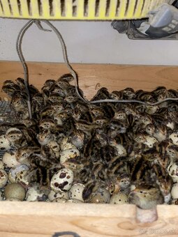 Japonské prepelice - 2