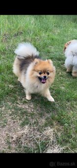 Pomeranian - 2