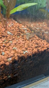 Ryby:Caridina Japonica XL, Gupka Sunset, Mrenka siamska - 2