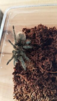 🕷️ Darujem terarium v cene vtackara - 2