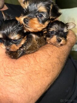 Yorkshirsky terier - 2