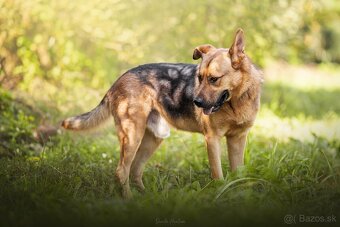 Darujem mohutného psa Maxa - mix nemecký ovčiak - 2