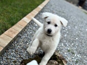 Biely Švajčiarsky ovčiak (pes) - 2