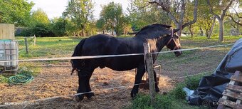 Ťažný žrebec - 2