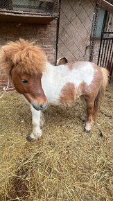 Shetlandský pony - 2