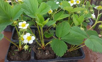 Sadenice (priesady, planty) - jahody Senga Sengana - 2