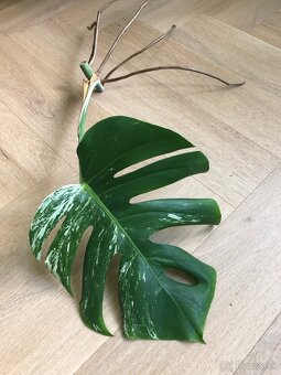 Predam odrezky Monstera Albo - 2