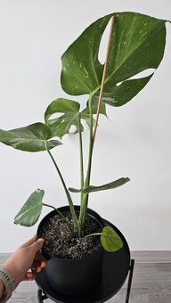Monstera Thai Constellation - 2