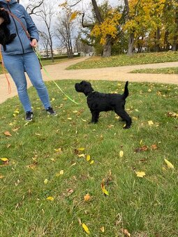 Bradáč stredný čierný - 2