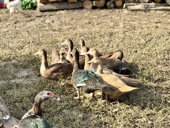 Kačica pižmová - 2