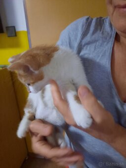 Darujem kocúrika - 2