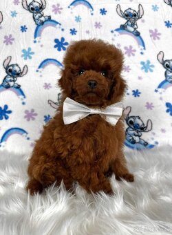 Pudel toy/Pudlík toy - red brown psíček - 2