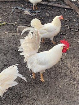 Kohúty Leghorn - 2