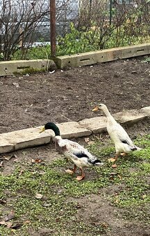 Predám kačky, indický bežec - 2