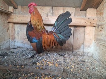 Predam kohutov Liliputky - 2