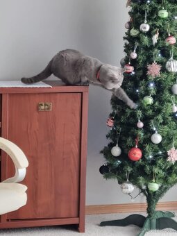 britský kocúr sivomodrý - 2