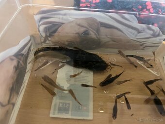 predám gubky a prisavníkov - 2