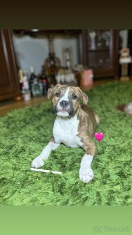 Americký Stafordšírsky Terier  s PP - 2