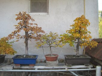 BONSAI,BONSAJ-HRAB 2 - 2