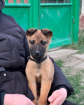Belgický ovčiak malinois - 2