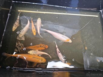 Kapre, koi kapor - 2