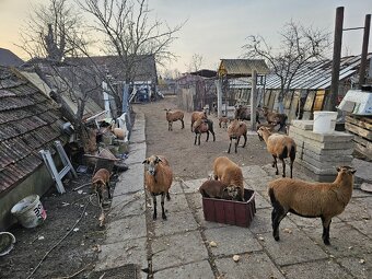 Kamerunske ovce na predaj - 2