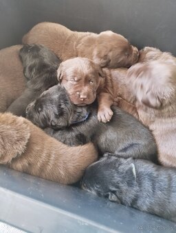 Labrador retriever s PP - 2