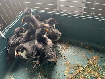 Marans - 2
