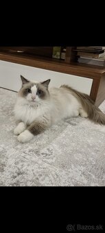 Ragdoll - 2