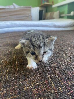 1/2 Mainská mývalia mačka/kocúr (Maine Coon) - 2
