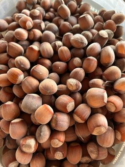 Lieskové orechy - 2