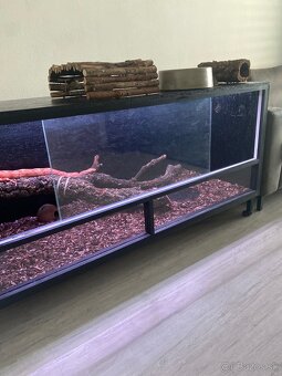 Terarium - 2