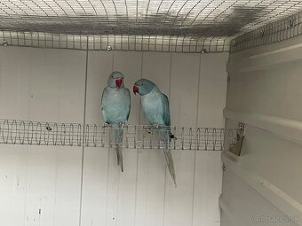 Alexander maly hch opal - 2