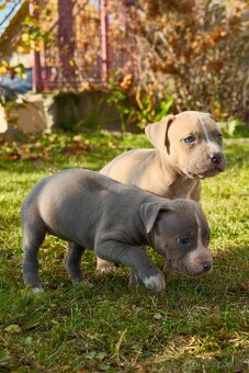 Americký stafordšírsky teriér - 2