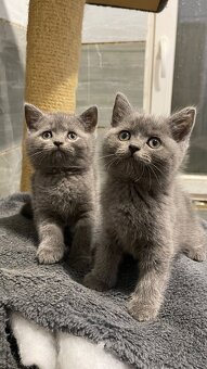 Britský Kocurik - 2