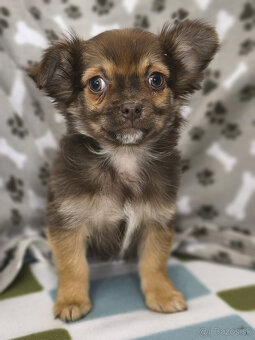 Čivavy na predaj - 2