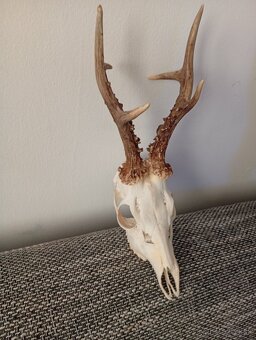 Parozie trofeje zhody - 2