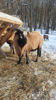 Kamerunsky baran - 2